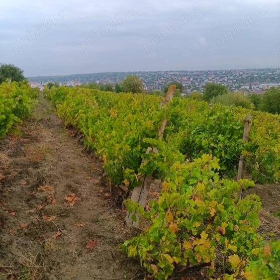 Teren de 1250 mp, în Central