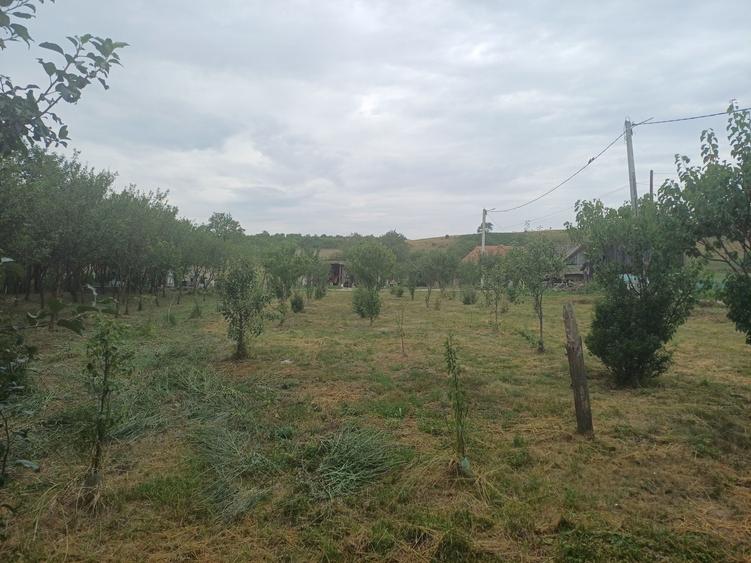Teren de 1200 mp, în Borșa