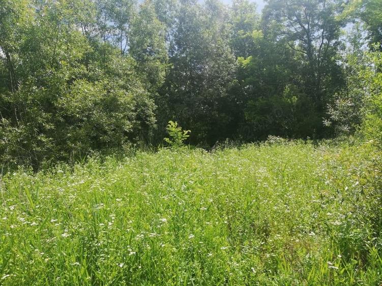 Teren de 1850 mp, în Calvini