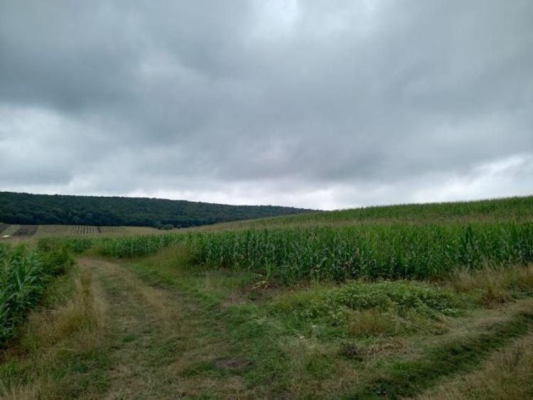 Teren agricol extravilan de 5800 mp, în Moișa