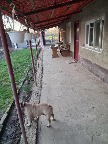 Casă cu Teren 2500 Mp în Otelec