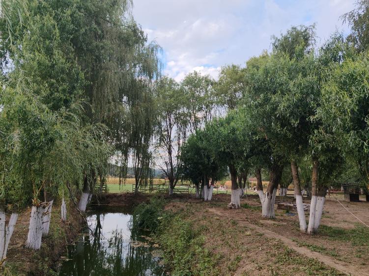 Casă cu 4 camere în Urvișu de Beliu
