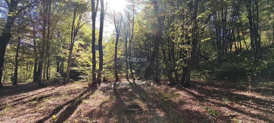 TEREN Intravilan 500-1000mp | Cadru natural deosebit | OCAZIE DE INVESTITIE