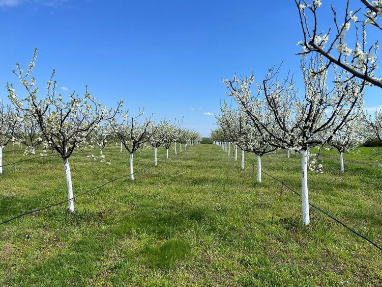 Teren intravilan de 3500 mp, în Sânmartinu Sârbesc