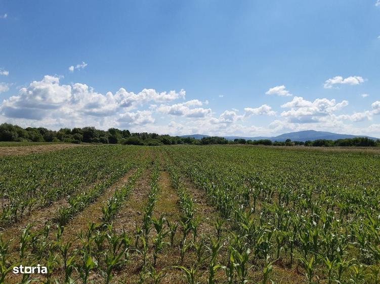 Teren agricol Podu Oltului la limita UAT Harman si UAT Prejmer - 15