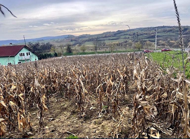 Teren de 1000 mp, în Saschiz
