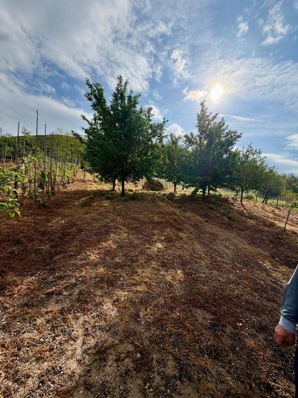 Casă individuală cu 4 camere cu Canalizare în Bucerdea Vinoasă