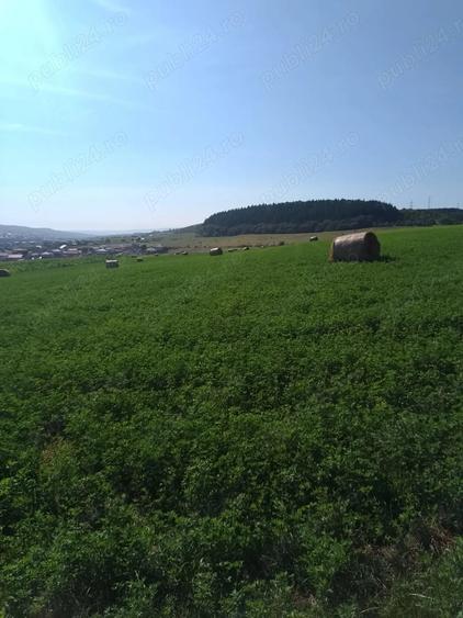 Teren de 8000 mp, în Chinteni