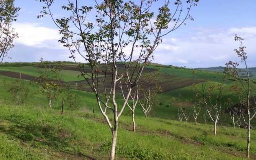 Teren Construcții intravilan de 2000 mp, în Moneasa