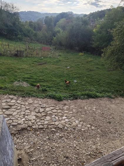 Teren de 1560 mp, în Provița de Jos