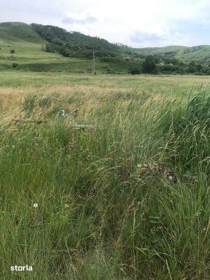 Teren de 8000 mp, în Berca