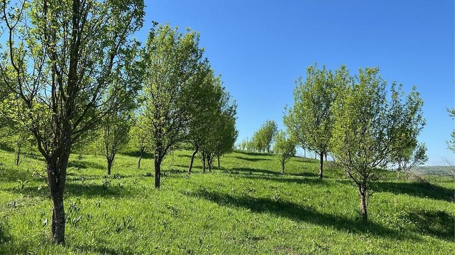 Teren de 19500 mp, în Aluniș