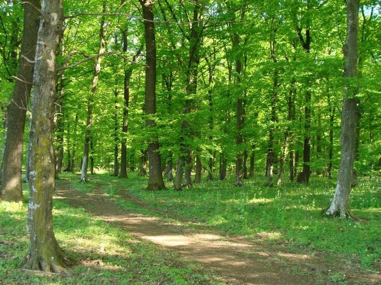 Teren Construcții extravilan de 33000 mp, în Snagov