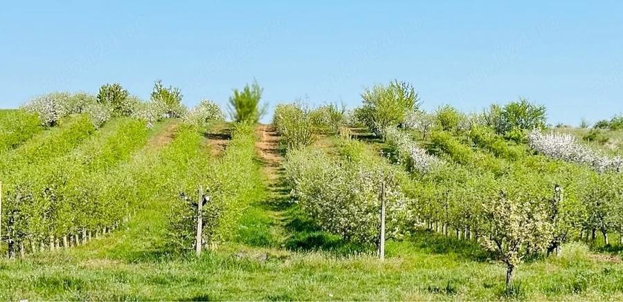 Teren de 8200 mp, în Leș