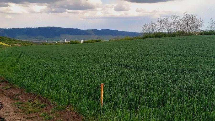 Teren 4,5 hectare cu lac, padure ?i sursa de apa Luna de Jos - 3