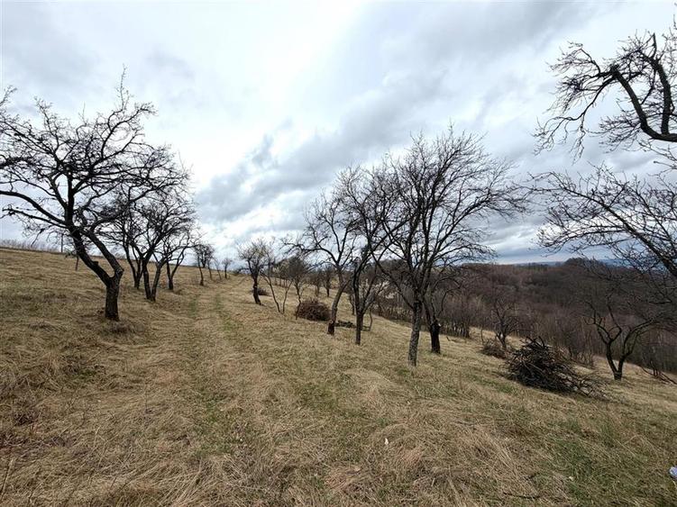 Teren agricol extravilan de 34000 mp, în Șerani