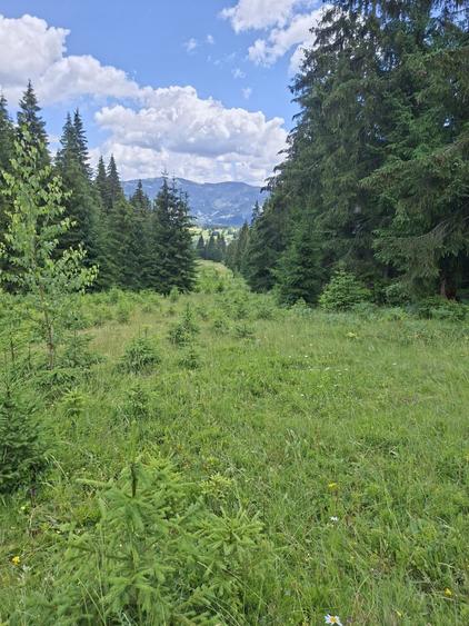 De vinzare Teren extravilan 24,578 m2,in Saru Dornei la 14 km de Vatra Dornei. - 1