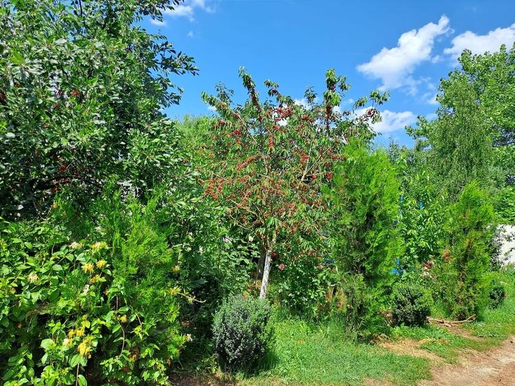 Casă cu 5 camere cu Teren 5600 Mp în Potlogi