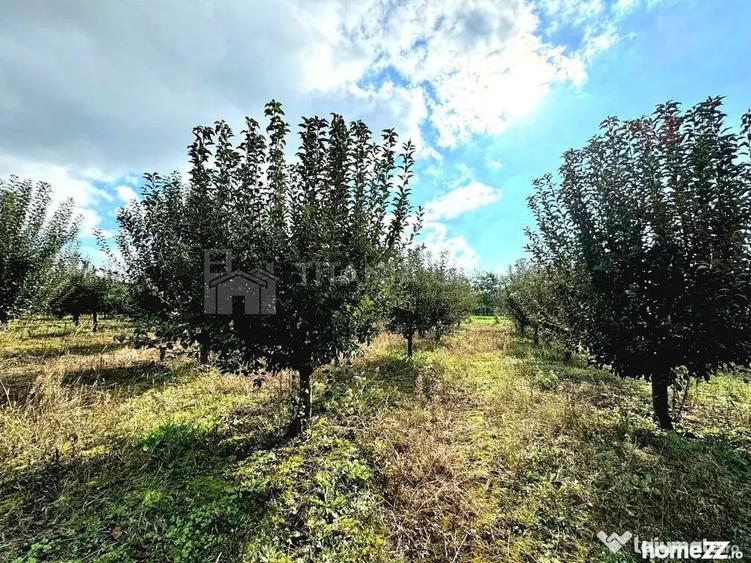 Livada+gradina, teren intravilan 2902mp, Damienesti-Bacau... - 1