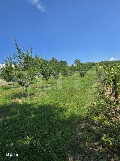 Teren de 16000 mp, în Sântana de Mureș