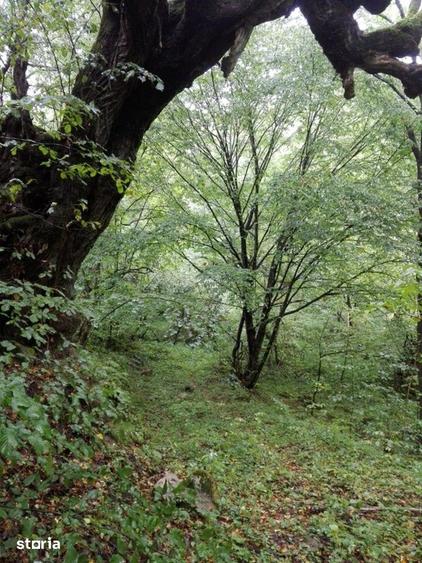 Teren de 5700 mp, în Râu de Mori