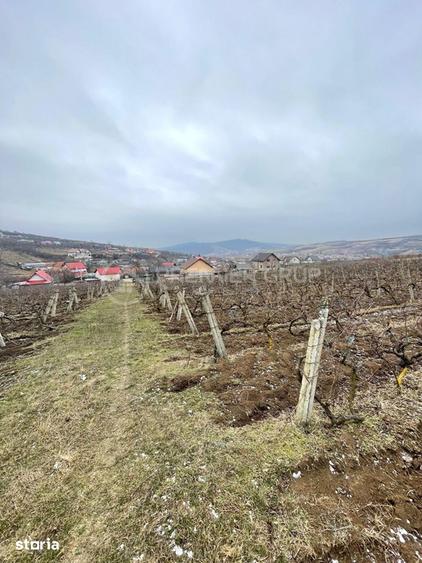 Teren intravilan pentru dezvoltare 4.209mp, Tomesti - 4