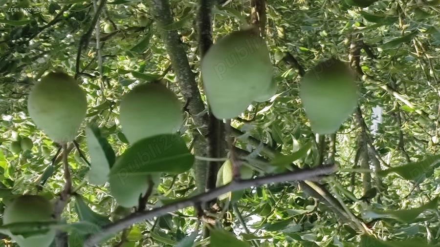 Casă cu 2 camere în Zimnicea