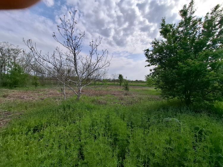 Teren Construcții intravilan de 3500 mp, în Periș