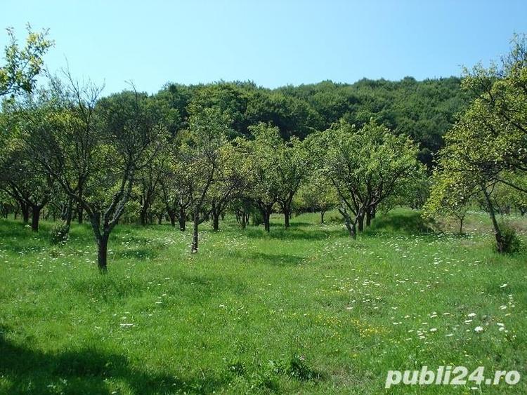 Teren de 7827 mp, în Bălilești