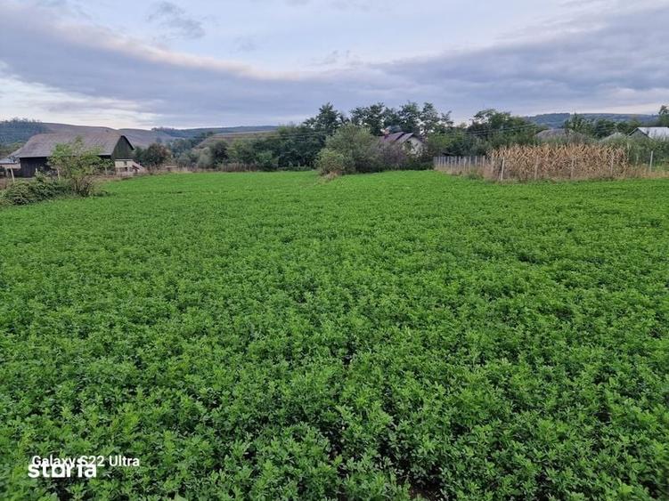 Vand teren intravilan 3500mp,sat Costana, com Todiresti - 2