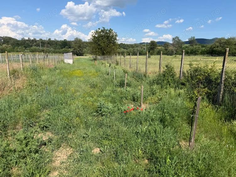 Teren de 2300 mp, în Vinerea