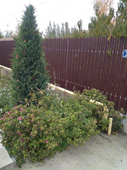 Casă cu Teren 900 Mp în Vulturu