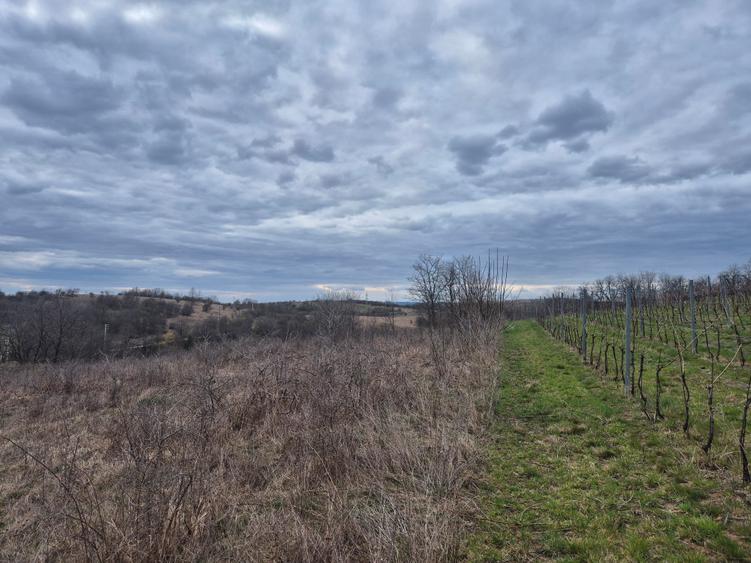 Teren agricol extravilan de 11400 mp, în Iabalcea