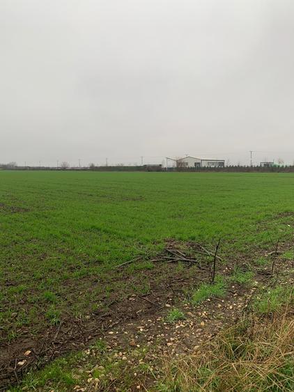 Teren Construcții intravilan de 44000 mp, în Dascălu