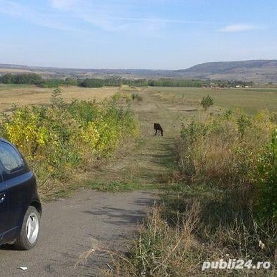 Teren de 5000 mp, în Sârbi