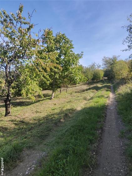 Teren de 1500 mp, în Podgoria