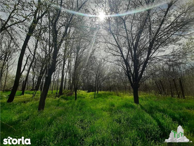 Teren 1274 mp cu livada si casa veche Primarie Bragadiru - 6