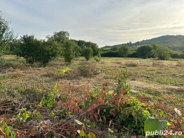 Teren de 730 mp, în Podgoria
