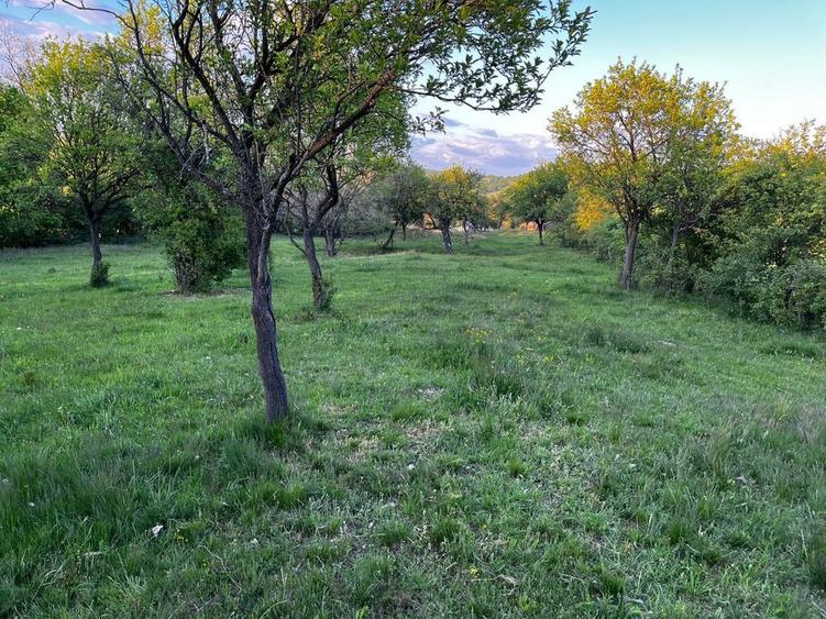 Vand teren extravilan Pianu de Sus - 2