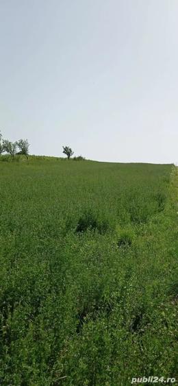 Teren de 5000 mp, în Copălău
