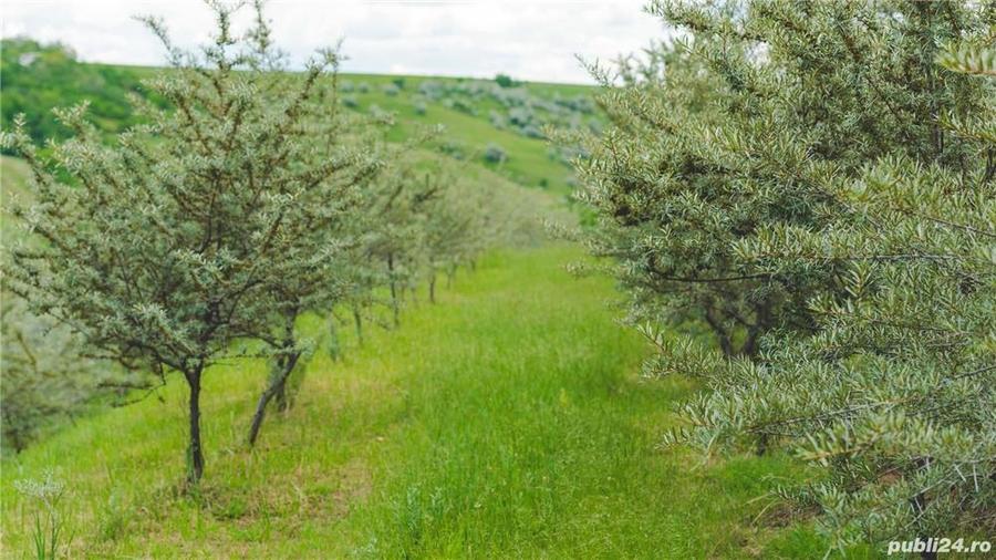 Teren de 20000 mp, în Vadu Săpat