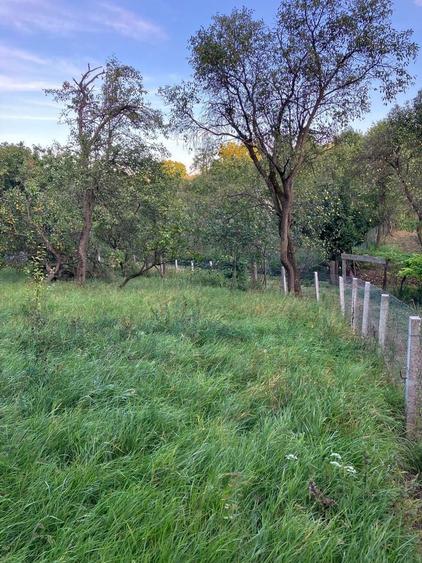 Casa cu gradina si pomi fructiferi - teren 2401 mp - loc. Moldovenesti - 2