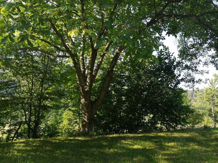 Vand casa ?i teren 2500 mp la munte in Valea Uzului. - 3