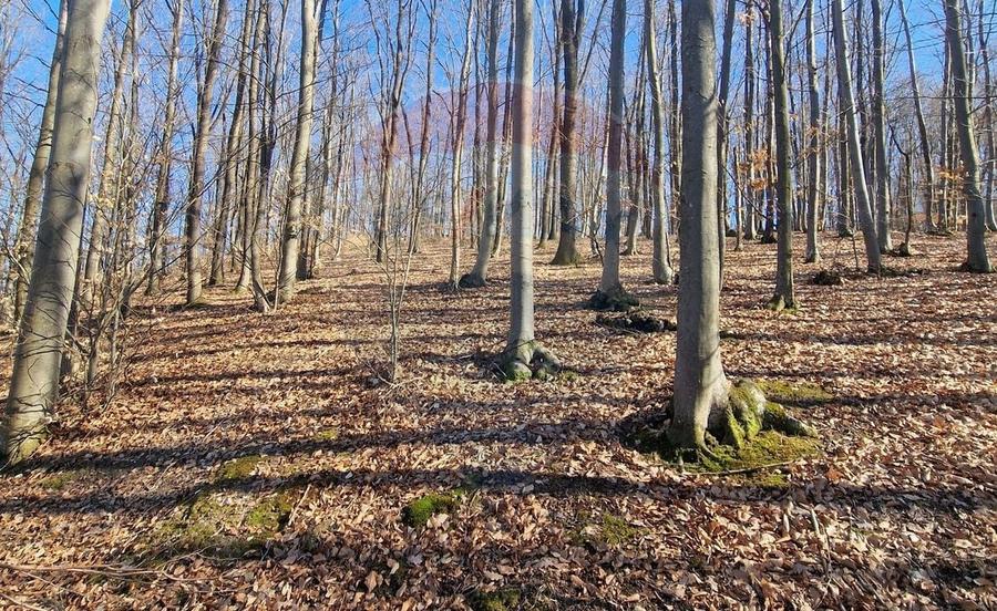 Teren Construcții intravilan de 4985 mp, în Sascut