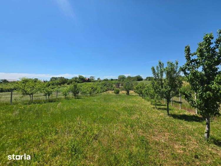 Teren de 1200 mp, în Adunații-Copăceni