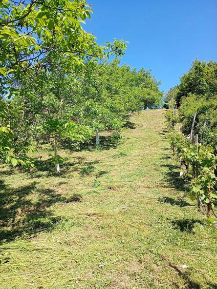 Teren de 866 mp, în Cicârlău