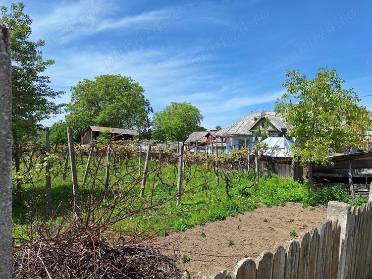 Teren în Răucești