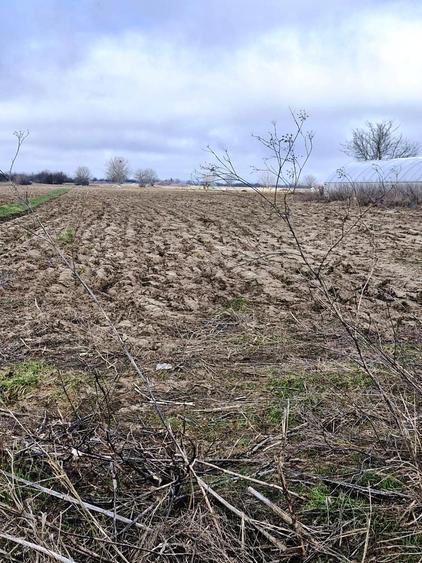 Teren agricol extravilan de 5000 mp, în Vărăști