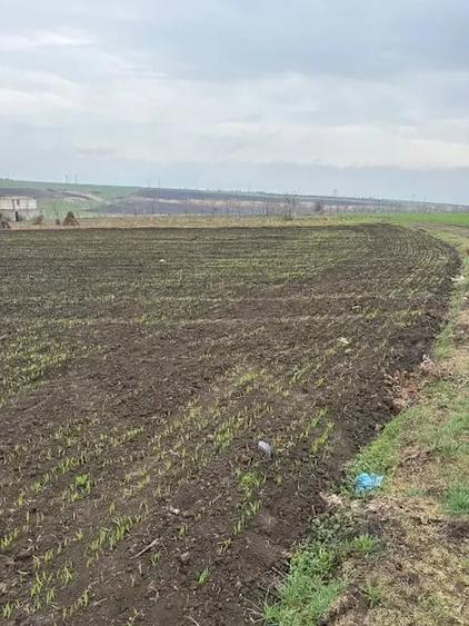 Teren de 2000 mp, în Negrea
