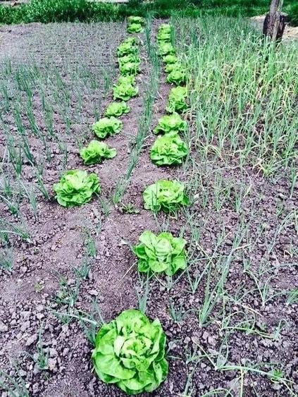 Teren de 7700 mp, în Letca Veche